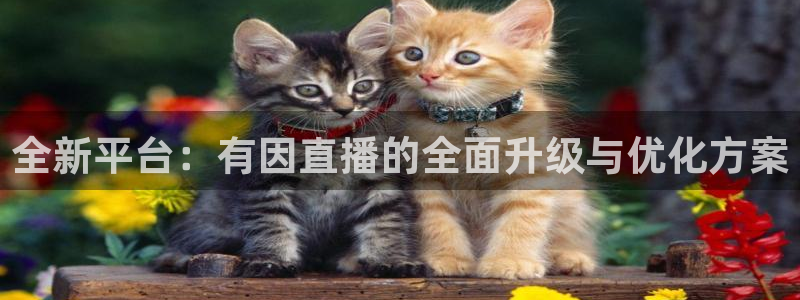 雨燕足球直播免费